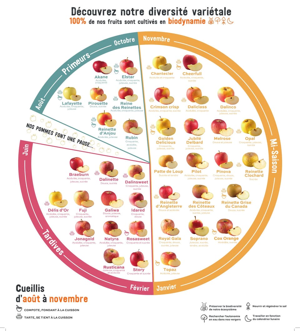 Wheel-shaped variety calendar showing the apple varieties grown by Côteaux Nantais, grouped into early (August to October), mid-season (November to January) and late (February to June), with a pause in July. Picked from August to November, 100% biodynamic. The poster text is in French.