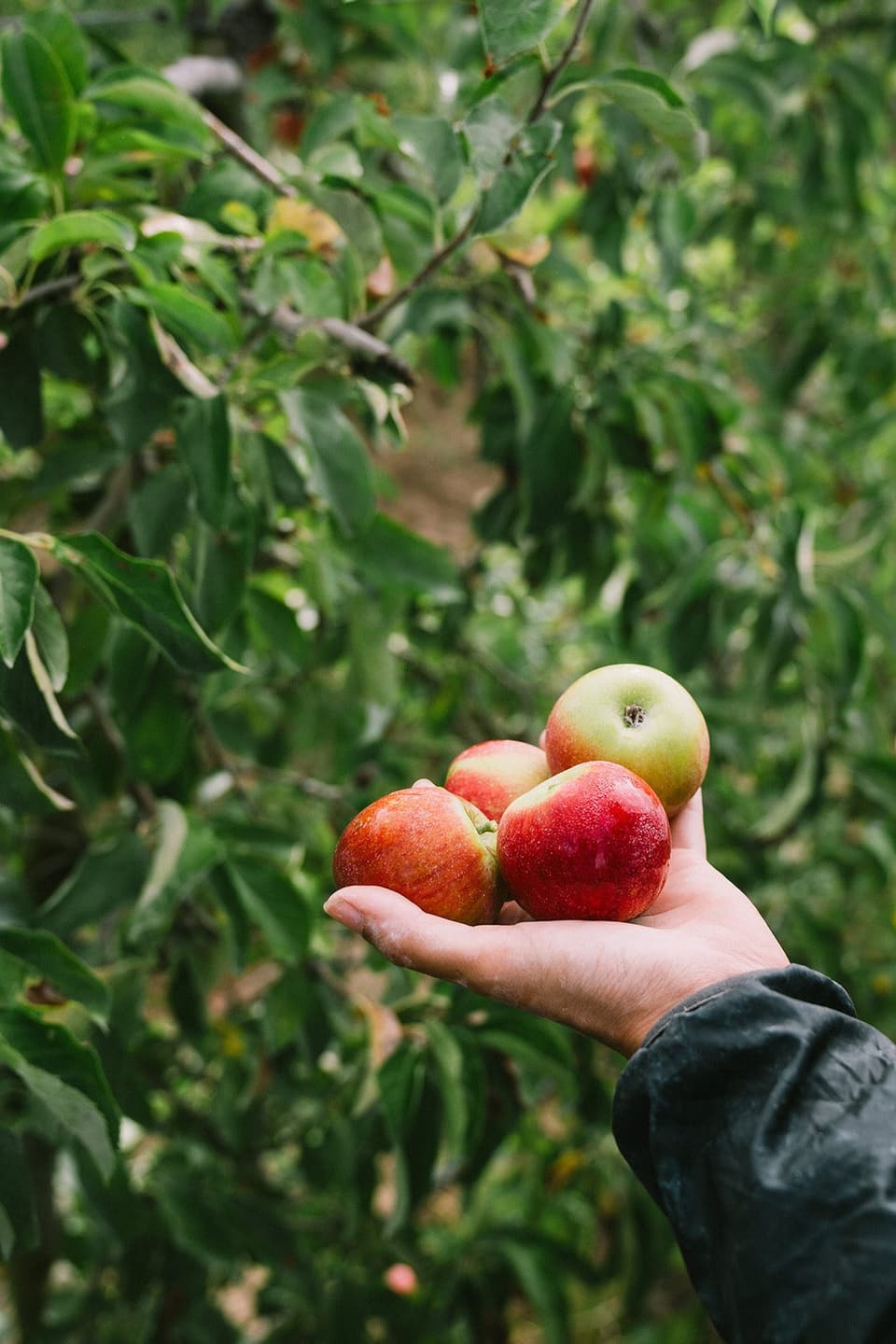 Hands holding out freshly picked red apples in the orchard