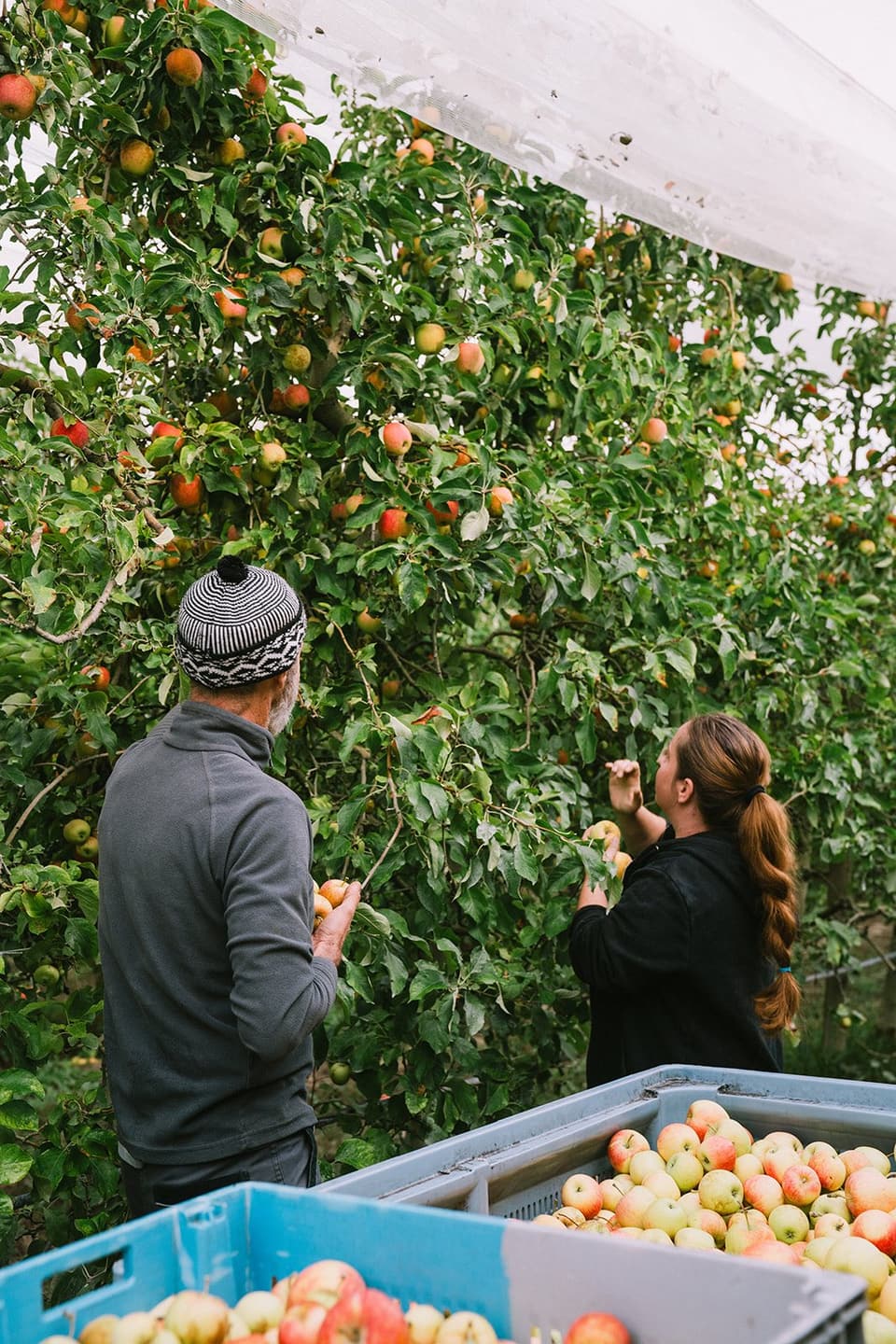 Two people talking beside crates of apples in the orchard